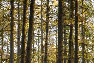 Speulder- en Sprielderbos (Nederland) van Marcel Kerdijk