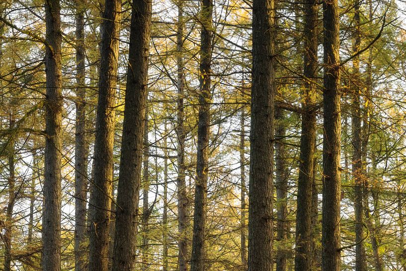 Speulder and Sprielder forest (Netherlands) by Marcel Kerdijk