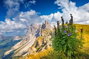 Seceda der Geisler Gruppe in den Dolomiten