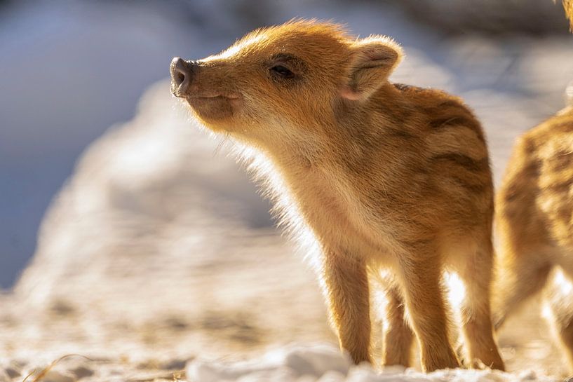wild boar young by Rando Kromkamp Natuurfotograaf