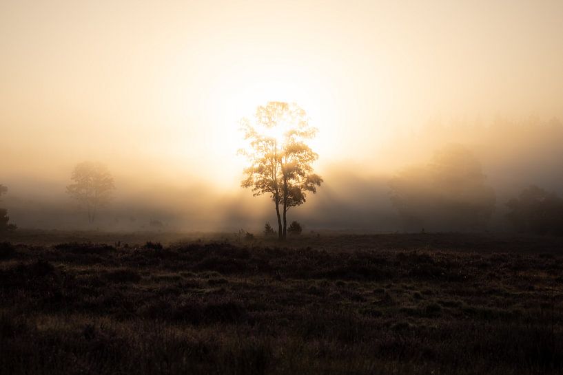 zonsopkomst Loenermark van Gerard Hol