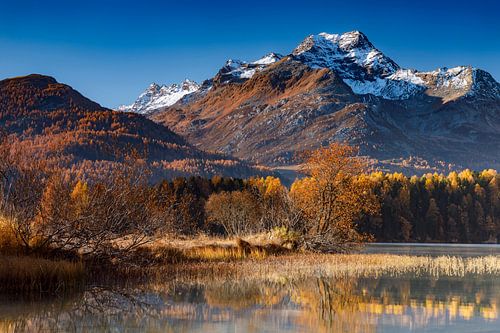 Autumn at Lake Silsersee