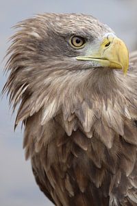 Aigle à tête blanche sur Sylvia Remenyi-Kuiper