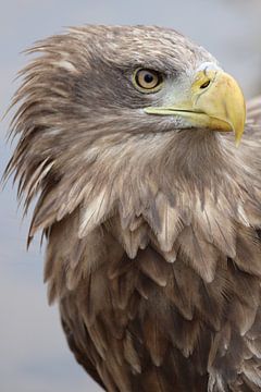 Bald eagle by Sylvia Remenyi-Kuiper