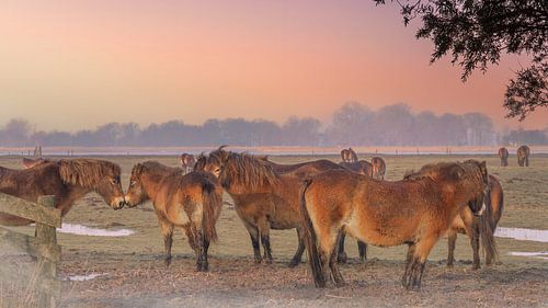 Exmoorpony`s  in de weide 15.