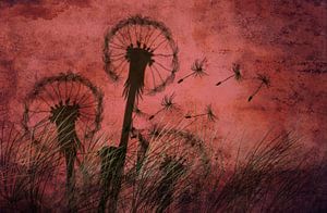 Pusteblume