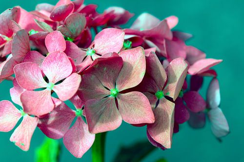 Roze hortensia