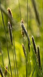 Common sweetgrass by Ankie Kooi