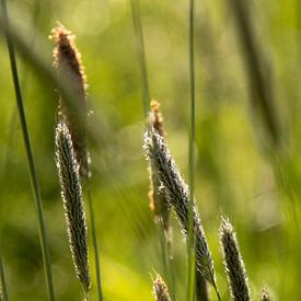 Gewöhnliches Riechgras von Ankie Kooi
