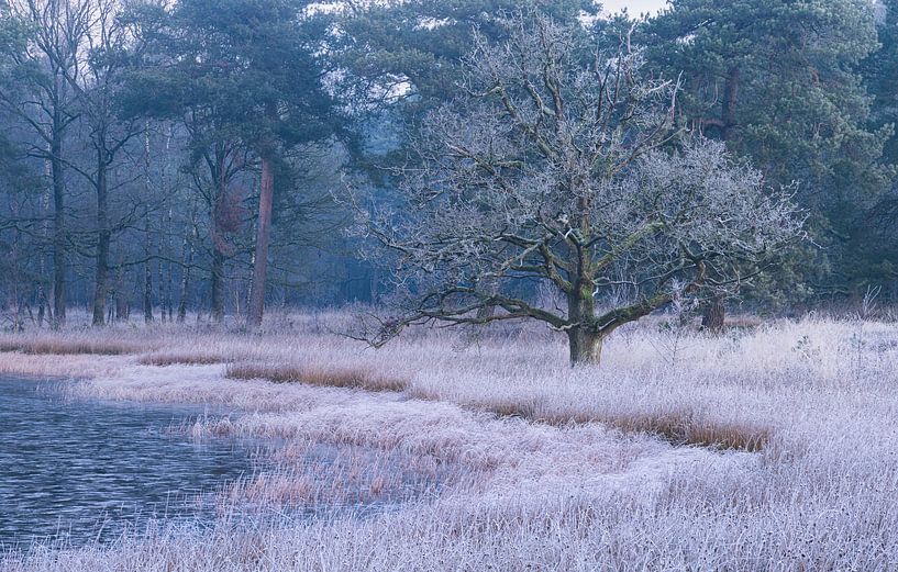 Nature reserve National Park Dwingelderveld (Drenthe) - Netherlands by Marcel Kerdijk