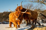 Twee Schotse hooglanders genieten van de zon. van MICHEL WETTSTEIN thumbnail