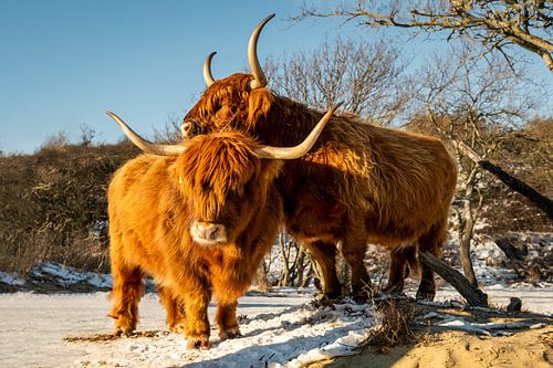 Twee Schotse hooglanders genieten van de zon.