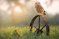 Petit hibou au lever du soleil
