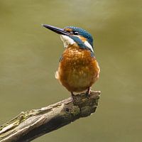 Kingfisher, looking up