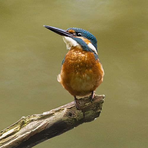 Martin-pêcheur, regardant vers le haut