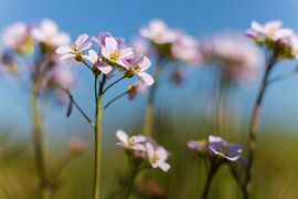 Pfingstblumen von Willemke de Bruin