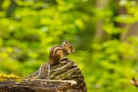 A ground squirrel