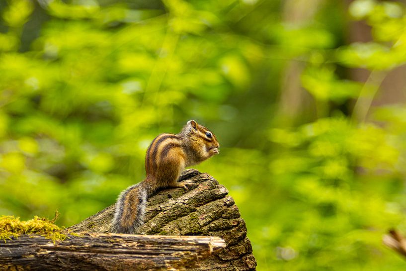 A ground squirrel by Blackbird PhotoGrafie