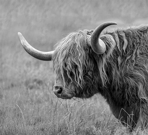 Scottish Highlander