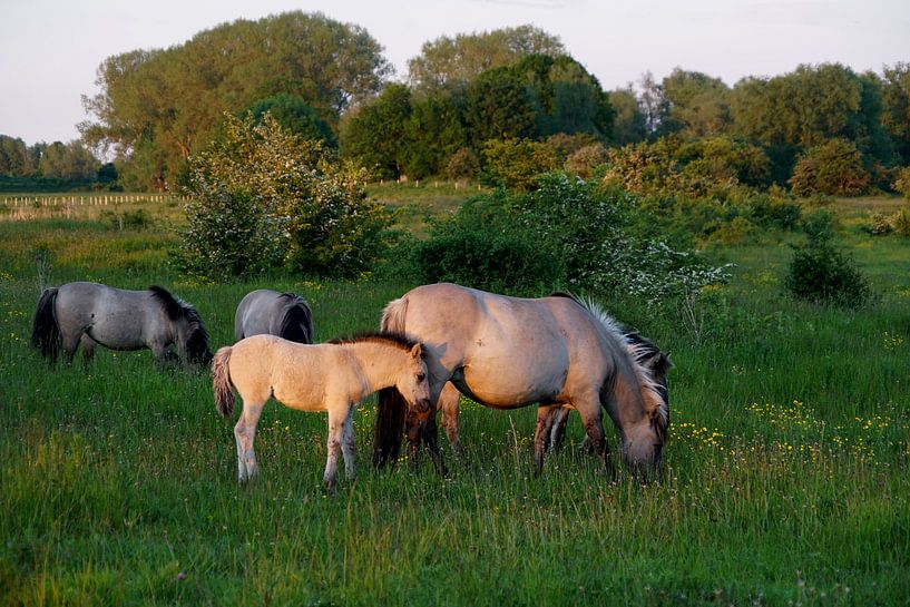 Horses in evening light by Herman Peters