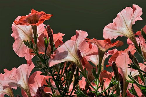 Petunia