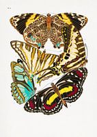 Butterflies 10