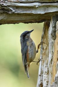 Boomklever verticaal sur Sascha van Dam