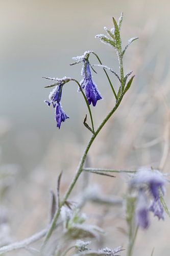 frozen lobelia