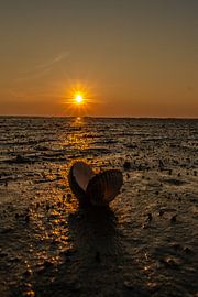 Schelp in het avondlicht von Arie Jan van Termeij