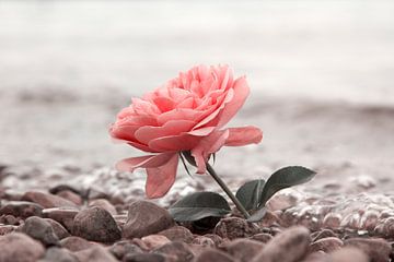 pink rose on pebble beach by SusaZoom