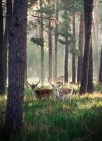 Deer at dawn