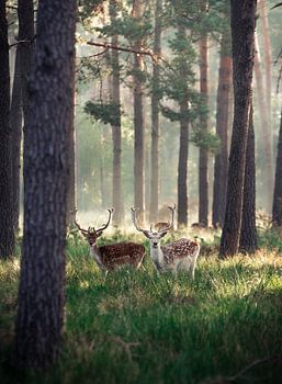 Deer at dawn