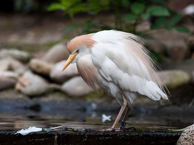 Cattle egret : Ouwehands Dierenpark by Loek Lobel