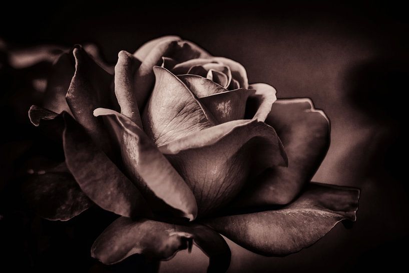 Rose by Rob Boon