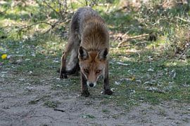 Fox by Merijn Loch