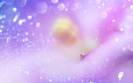 soft focus drop by Ribbi