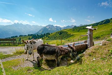 Vue animalière sur les Alpes de l'Allgäu depuis le Fellhorn sur Leo Schindzielorz