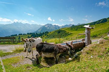 Dierlijk uitzicht op de Allgäuer Alpen vanaf de Fellhorn