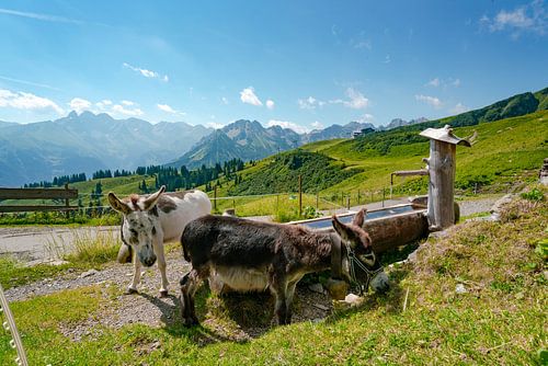 Dierlijk uitzicht op de Allgäuer Alpen vanaf de Fellhorn