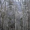 troncs blancs dans une forêt brumeuse sur Hanneke Luit