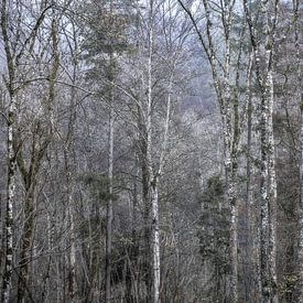 witte stammen in een mistig bos van Hanneke Luit