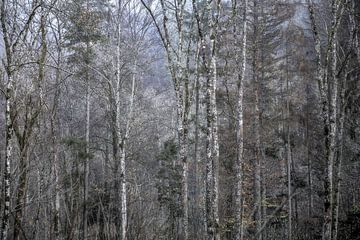 witte stammen in een mistig bos