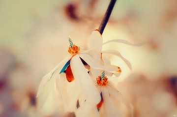 The Smell of Everything by Nicole Frischlich