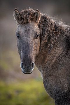 Konikpaarden van Andy van der Steen - Fotografie