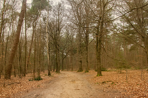 Het Utrechtse Heuvelrug