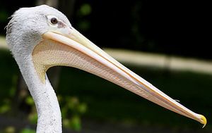 Portrait de pélican