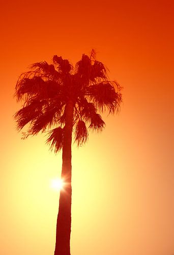 Palm