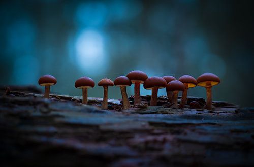 Fungi