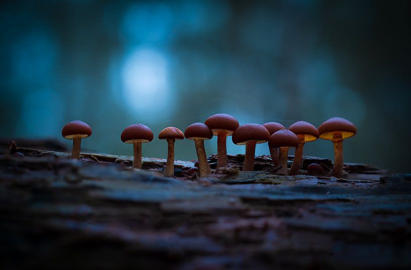 Fungi by Peter Deschepper