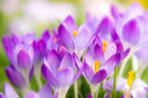 Crocus Paars 2 van Joram Janssen